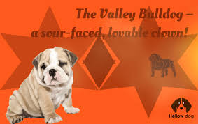 Find dogs and puppies locally for sale or adoption in cowichan valley / duncan : The Valley Bulldog A Sour Faced Lovable Clown Hellow Dog