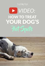 how to treat hot spots on a dog a step