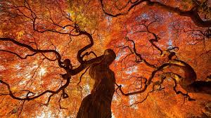 autumn tree at shinjuku gyoen national