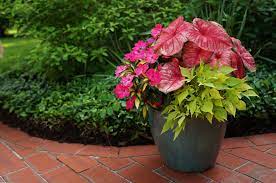 Grow Tropical Plants In Containers