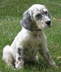93940 english setter dog puppies horses dogs puppy decor laminated poster ca. English Setters For Sale Petfinder