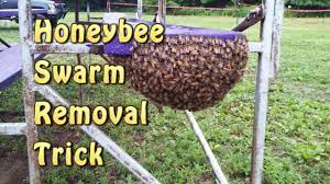 honeybee swarm removal trick leave no