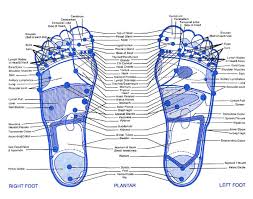 Free Foot Reflexology Charts 35 Free Printables Word Pdf