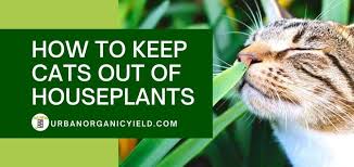 here how to keep cats out of houseplants