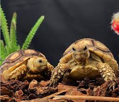 How To Care For Your Sulcata Tortoise