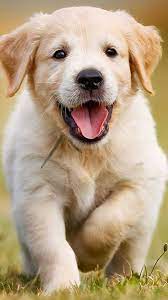 cute puppy wallpapers mobcup