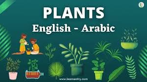plants name in arabic and english