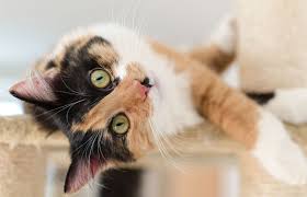 10 cat breeds with long hair. Fascinating Calico Cat Behavior And Personality Traits Lovetoknow
