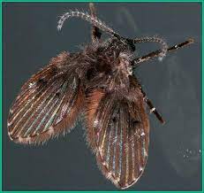 Moth Flies Or Drain Flies Plant
