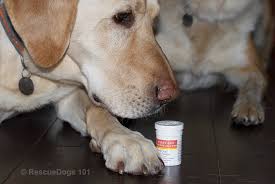 your dogs nail bleeding fast