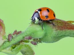 Science News In Brief Ladybirds Fighting For Survival And A