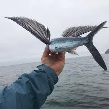 Image result for flying fish