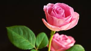 pink rose pictures free