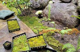 Moss Gardening How To Plant