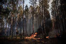 Incendie en Gironde : plus de 3 200 hectares brûlés, l'hypothèse criminelle  « privilégiée » par les enquêteurs