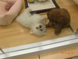 white pomeranian and toy poodle puppy