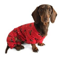 Apply to the latest jobs near you. Dachshund Clothes That Actually Fit Dachshund Central Dachshund Clothes Dachshund Christmas Dachshund Dog