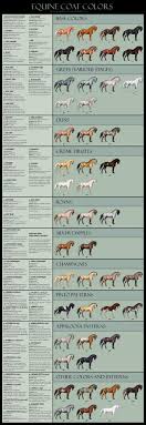 Cool Colour Chart The Horse Forum
