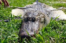 Expert Weighs In On How An Alligator Likely Survived For Years In Southern  Maryland - The BayNet