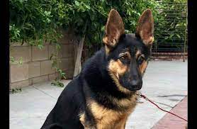While german shepherds for sale have been around for a while, this breed's traits weren't formally standardized until the 1890's. Kentucky German Shepherd Rescue Of Orange County