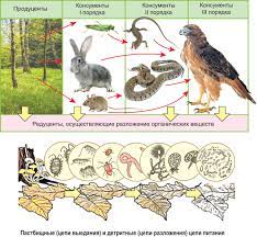 45. Цепи и сети питания. Трофические уровни: *Пастбищные и детритные цепи