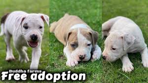 free dog adoption 3 beautiful pitbull