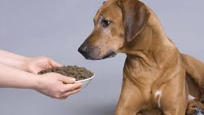 what is the best dog food for arthritis
