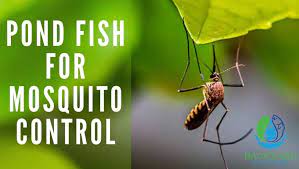 Pond Fish For Mosquito Control