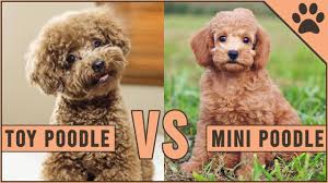 toy poodle vs miniature poodle you