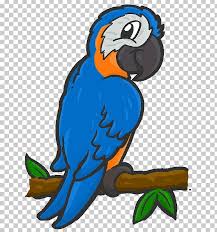 macaw parrot ilration beak png