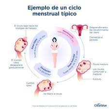 cuánto dura un ciclo menstrual clearblue