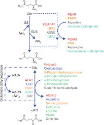 Ever wondered what amino acids are and why they are so important? New Aspects Of Amino Acid Metabolism In Cancer British Journal Of Cancer