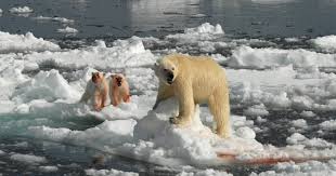 polar bears are feeling the heat