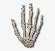 The carpal bones are linked together by ligaments which constrain this movement and absorb some of the imposed load. Carpal Bones Hand Bones Not Labeled Free Transparent Clipart Clipartkey