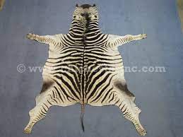 zebra skins zebra hides zebra rugs