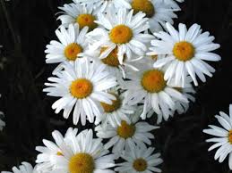 images?q=tbn:ANd9GcTtYCoTJh-XOWAJckHJToeD9WXkHekgxHKI4wmY26q5pBfJAYjcpg