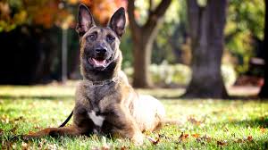 Image result for School tries to meet high demand for training security dogs
