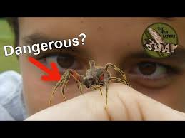 are orb weaver spiders dangerous