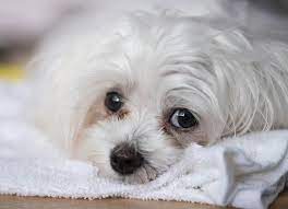 dog tear stains causes treatment and