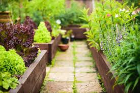 Raised Garden Beds