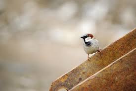 House Sparrow Tops Welsh Garden Bird Chart North Wales Live