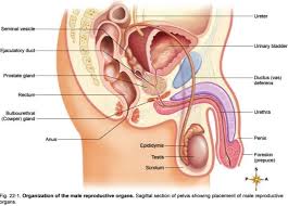 An atlas of human anatomy for students and. Male Reproductive Organs Diagram