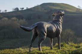 Bronze Labrador Sculpture Labrador