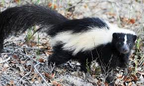 the best way to get rid of skunk smell
