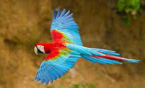 Gambar burung cantik di dunia gambar burung wallpaper. 15 Burung Tercantik Di Dunia Beberapa Di Antaranya Dari Indonesia Lho