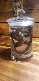 Wet Specimen Rat Snake Taxidermy Mount Formalin Fixed Oddities - Etsy