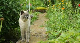 neighbourhood cats out of your garden