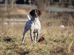 German shorthaired pointers are affectionate, intelligent and cooperative dogs that love to retrieve. Stannyfield Shorthairs Reg D