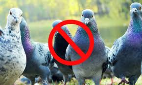 15 Tips On How To Get Rid Of Pigeons