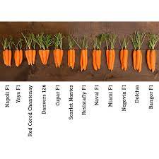 Sow seeds for carrots with other frost tolerant crops as soon as the soil has warmed in the spring and all danger of frost has passed. Organic Non Gmo Napoli F1 Carrot